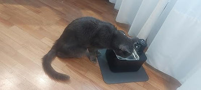 gatto beve 2.jpg__PID:b18fc0ac-4f00-49db-bc09-f046ee81b604
